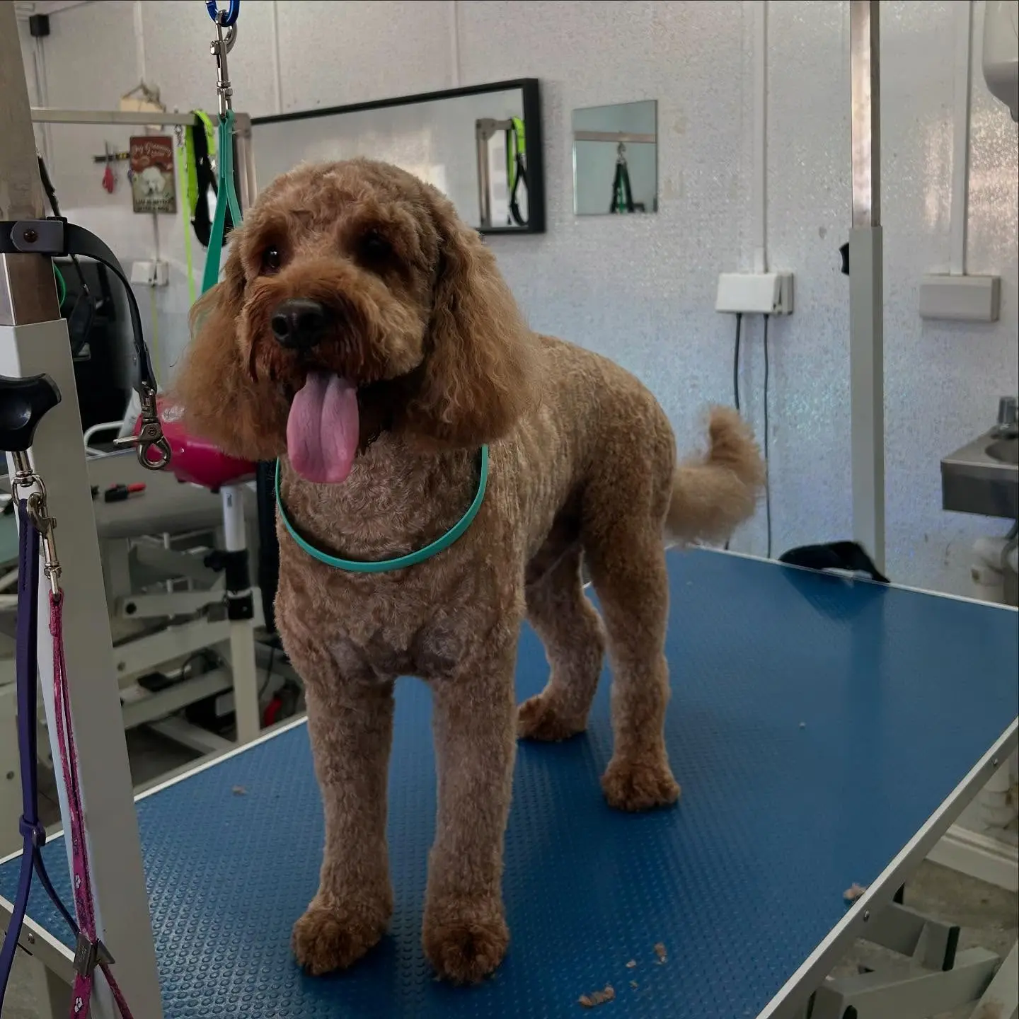 Freshly groomed cockapoo standing on the grooming table