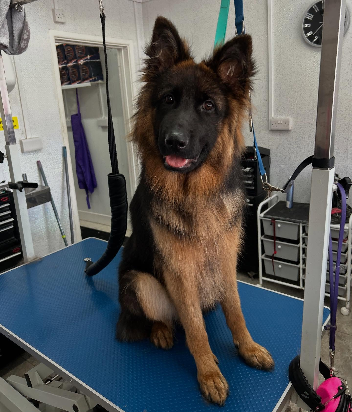 Long-coated German Shepherd after grooming
